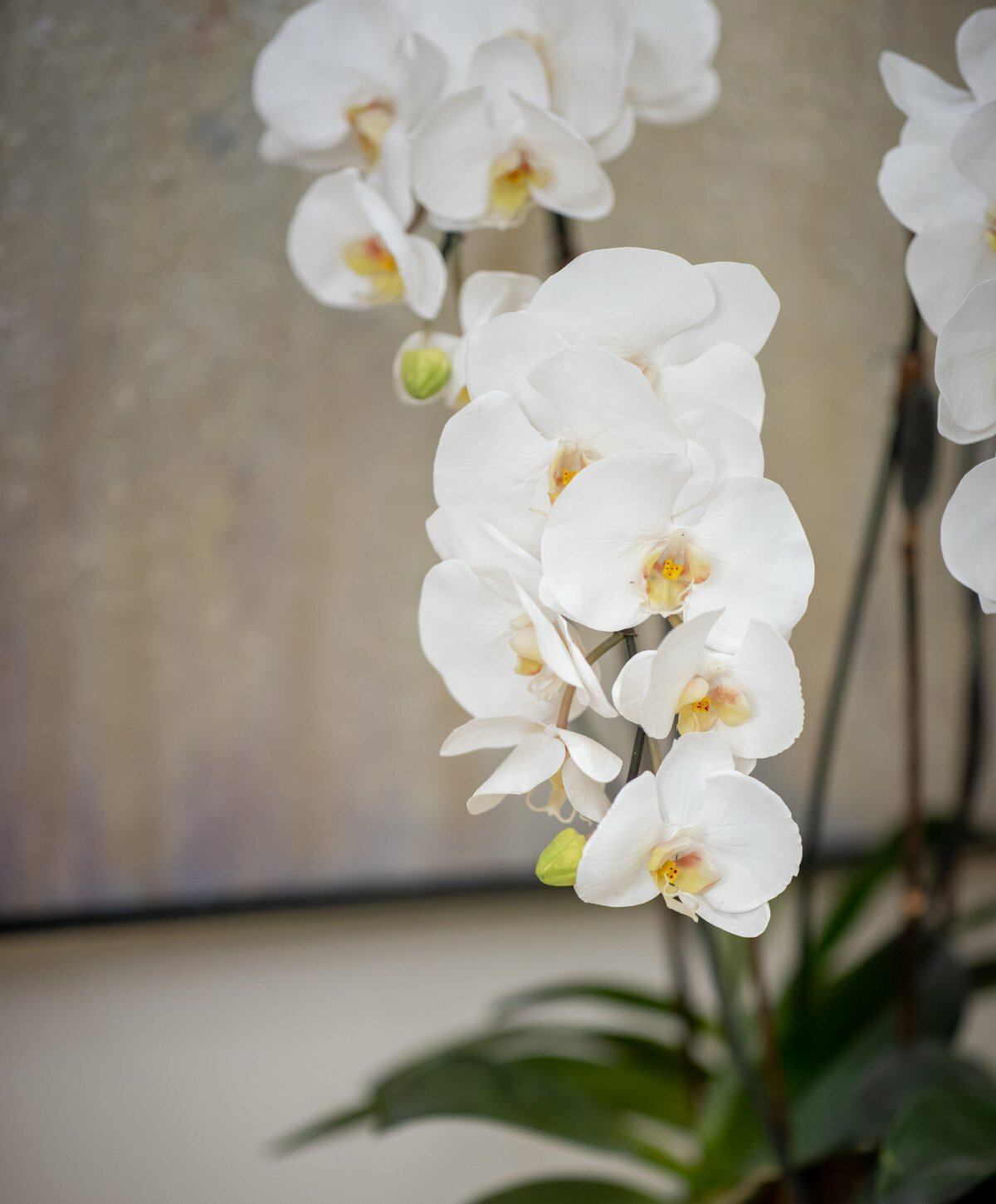 White Orchid in bloom
